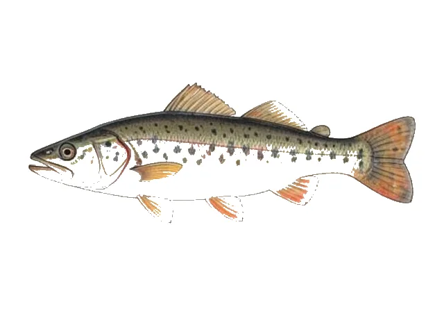 Alabama Cavefish field guide illustration
