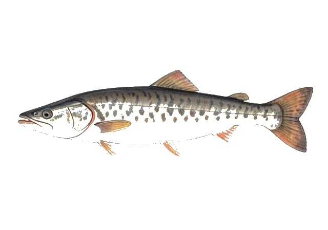 Alabama Sturgeon field guide illustration