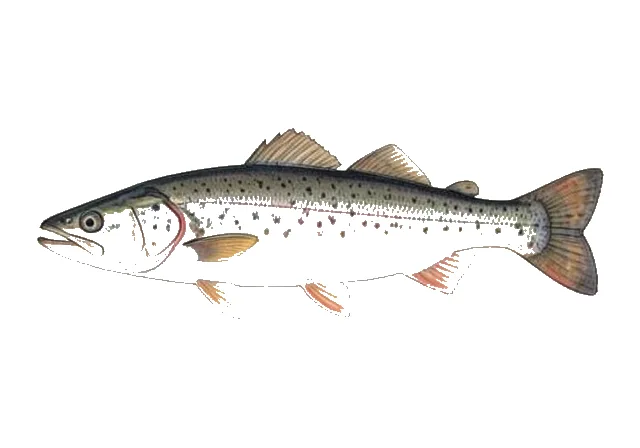 Alaska Blackfish field guide illustration