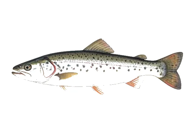 Illustration of Alewife