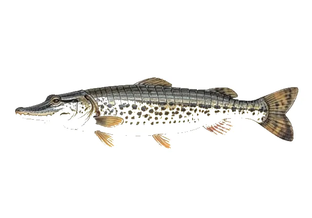 Illustration of Alligator Gar