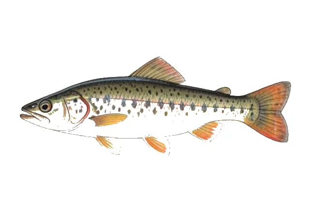 Amber Darter field guide illustration