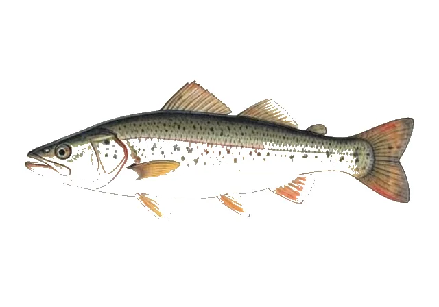 Illustration of American Angler