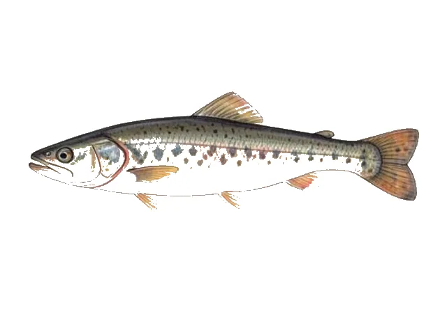 American Brook Lamprey field guide illustration