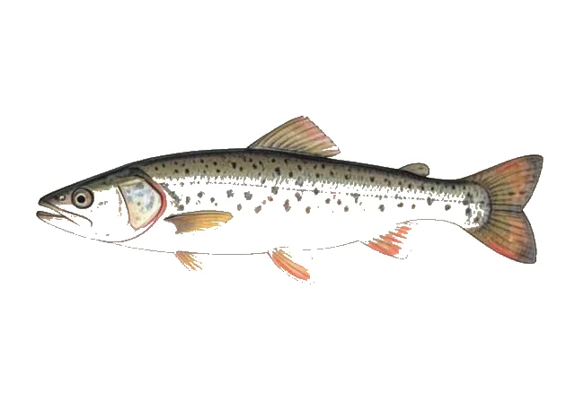 Illustration of American Gizzard Shad