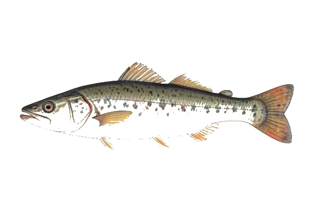 American Halfbeak field guide illustration