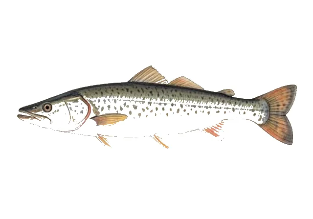 American Paddlefish field guide illustration