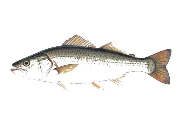 American Plaice field guide illustration