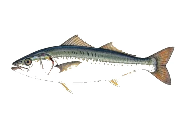 American Sackfish field guide illustration