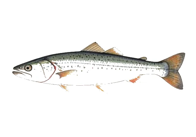 American Sand Lance field guide illustration