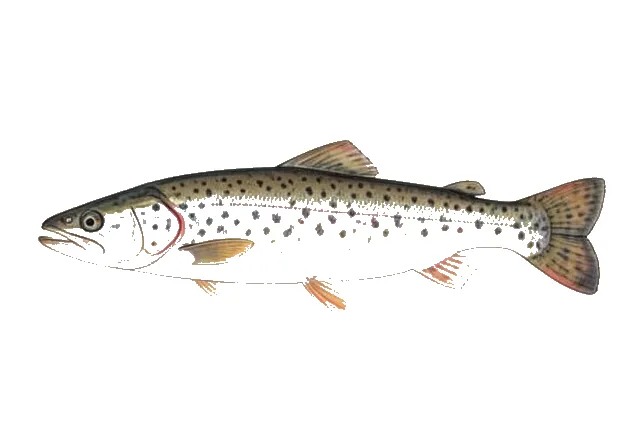 American Shad field guide illustration