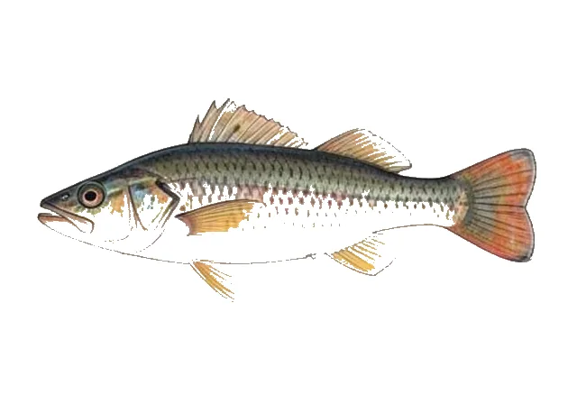 Apogon brevispinis field guide illustration