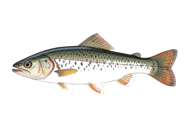 Appalachia Darter field guide illustration