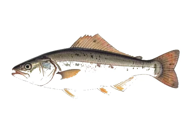 Arctic Flounder field guide illustration