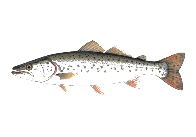 Arctic Grayling field guide illustration