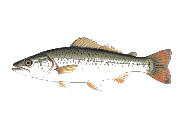 Ash Meadows Killifish field guide illustration