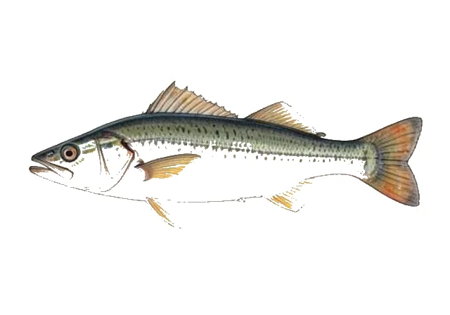 Asian Needlefish field guide illustration