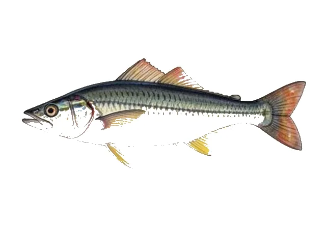 Atlantic Blackwing Flyingfish field guide illustration