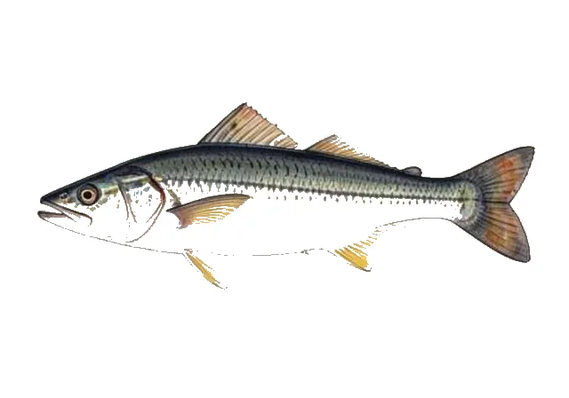 Atlantic Flyingfish field guide illustration