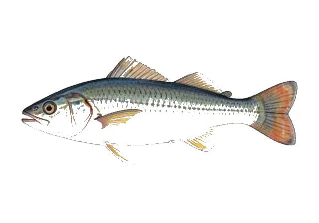Atlantic Gauvina field guide illustration