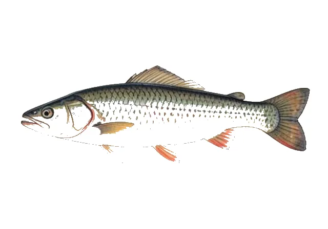 Atlantic Herring field guide illustration