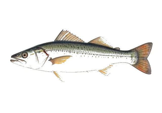 Atlantic Needlefish field guide illustration
