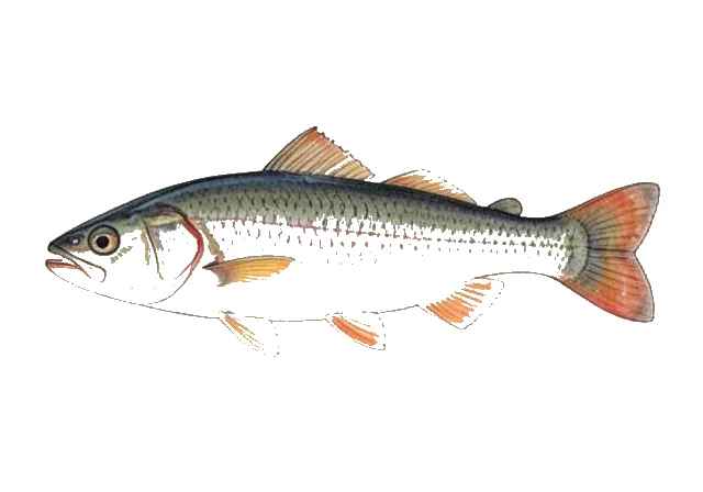 Atlantic Red Herring field guide illustration
