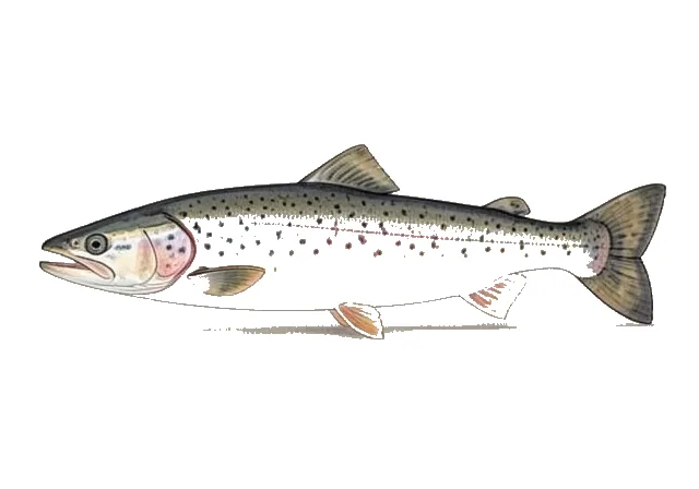 Atlantic Salmon field guide illustration