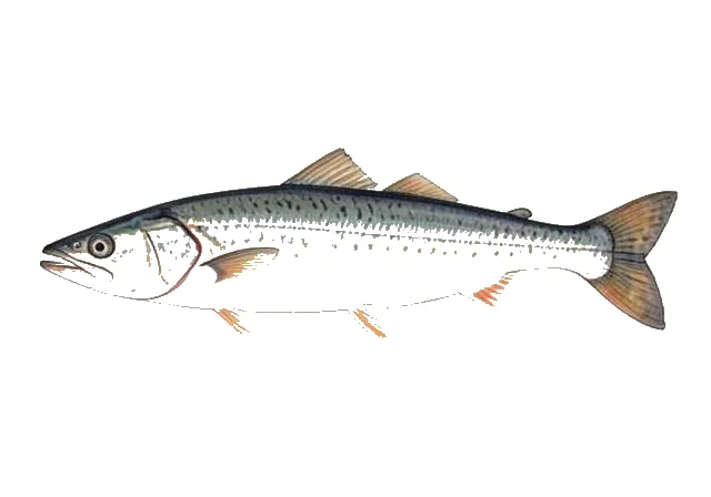 Atlantic Saury field guide illustration
