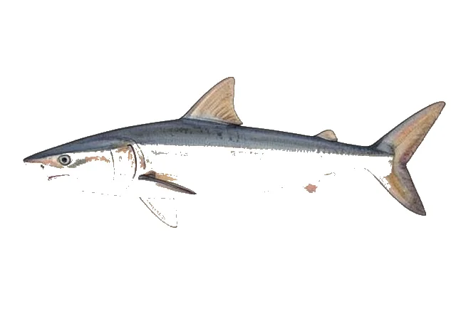 Atlantic Sharpnose Shark field guide illustration