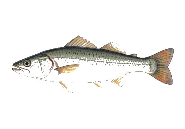 Atlantic Silverside field guide illustration
