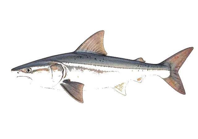 Atlantic Stingray field guide illustration