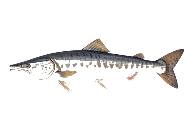 Atlantic Sturgeon field guide illustration