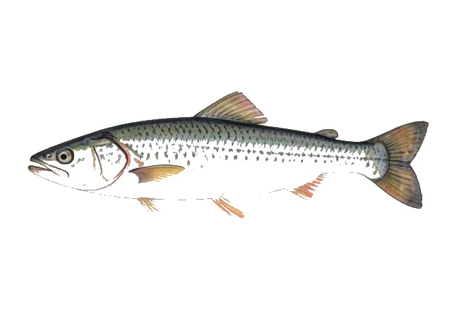 Atlantic Thread Herring field guide illustration