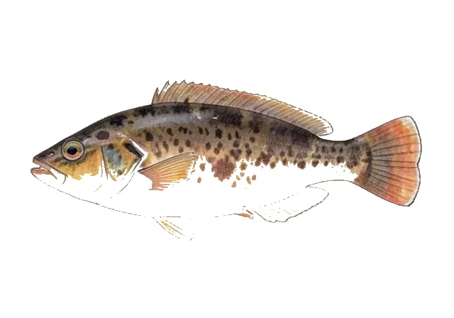 Illustration of Bandtail Puffer