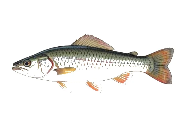Bankhead Darter field guide illustration