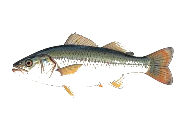 Bantam Sunfish field guide illustration