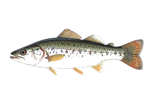 Barrens Darter field guide illustration