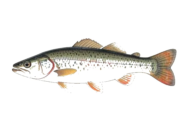 Barrens Topminnow field guide illustration