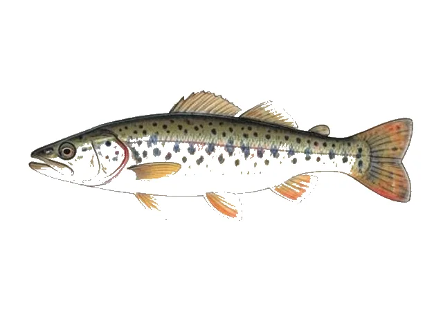 Bayou Darter field guide illustration
