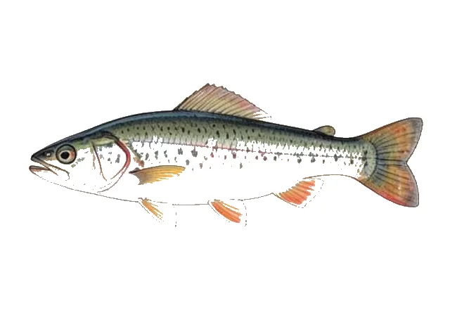 Beautiful Shiner field guide illustration