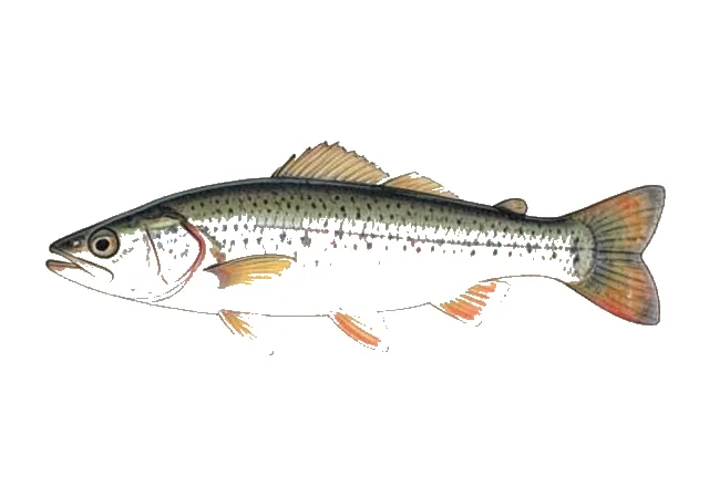 Bedrock Shiner field guide illustration