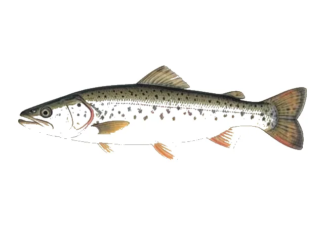 Bering Cisco field guide illustration