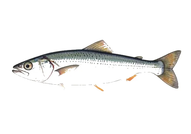 Big-eye Anchovy field guide illustration