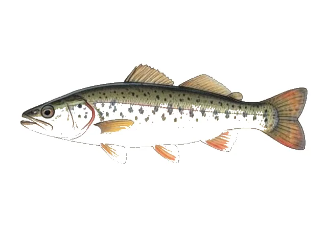 Bigeye Chub field guide illustration