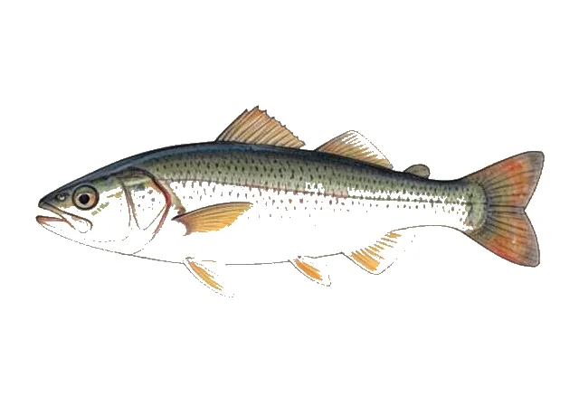 Bigeye Jumprock field guide illustration