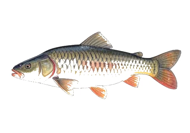 Bighead Carp field guide illustration