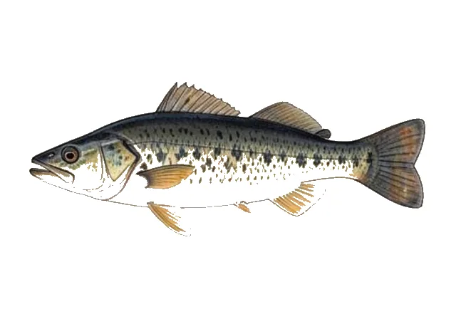 Black Acara field guide illustration