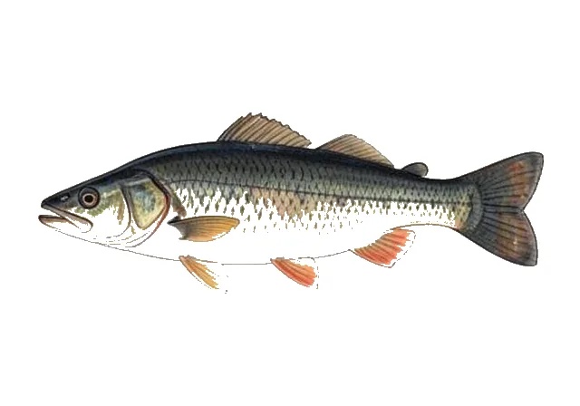 Black Bullhead field guide illustration