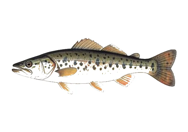 Black Madtom field guide illustration